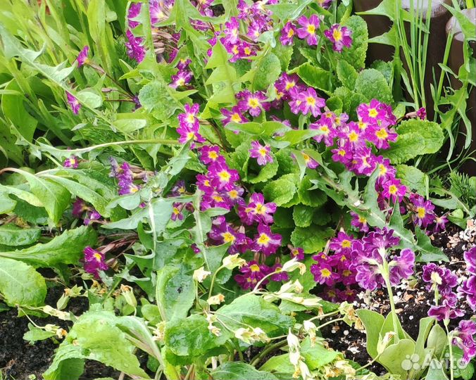 Мнололетники