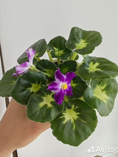 Фиалка сортовая