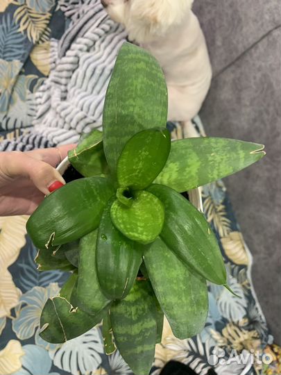 Сансевиерия