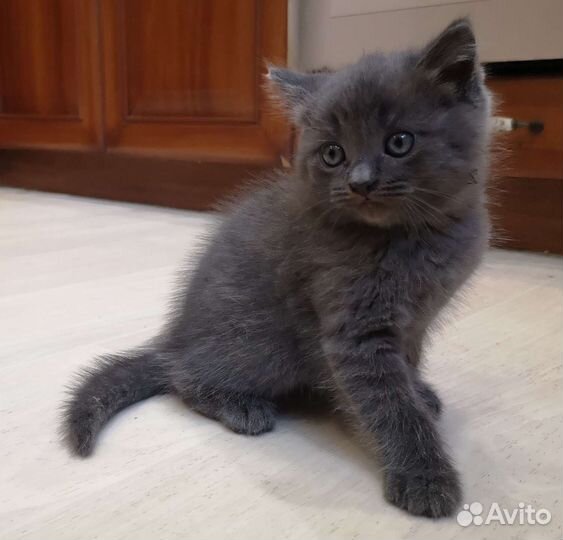 Шотландские котята