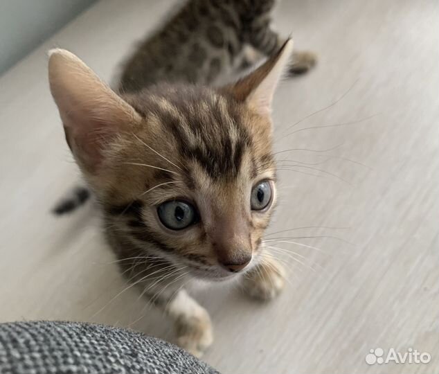 Бенгальские котята