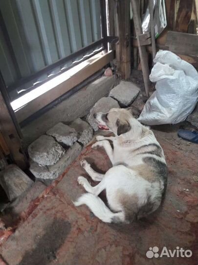 Добрая собака ищет дом