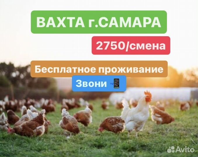 Упаковщики на птицефабрику в Самару вахтой