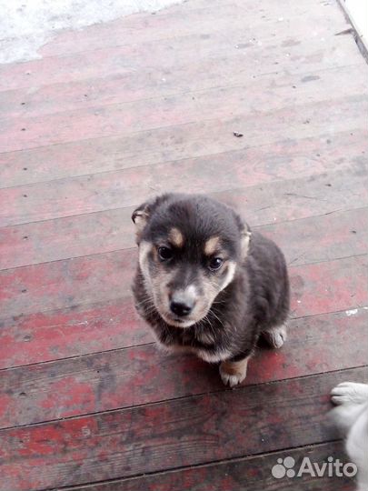 Собака девочка