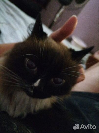 Найдена кошка