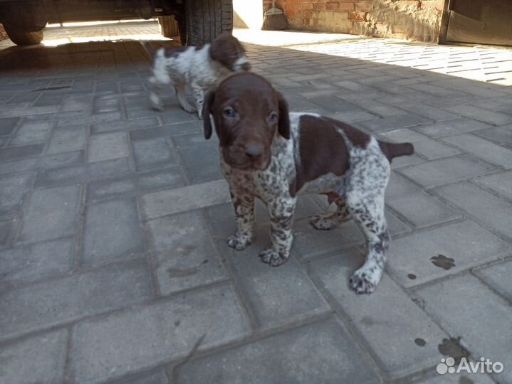 Щенки курцхаара