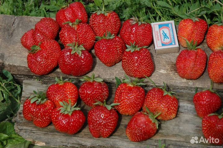 Клубника Гигантелла предзаказ на май