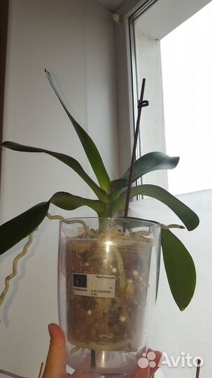Орхидея фаленопсис Добавляю