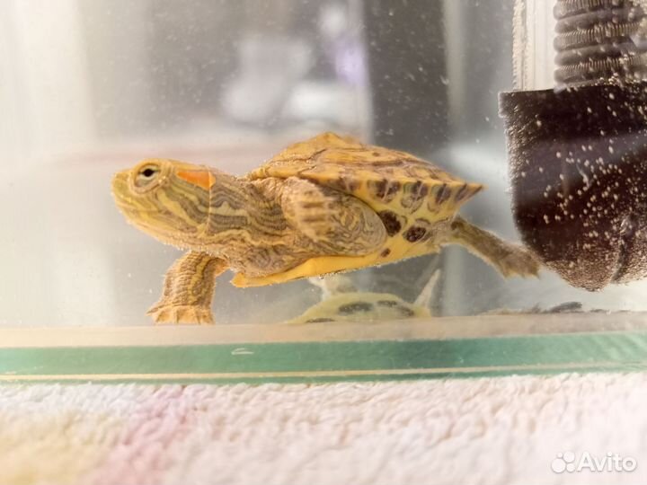 Аквариум с маленькой черепашкой