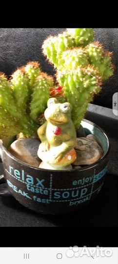 Растения для дома