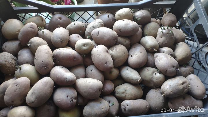 Картофель на посадку