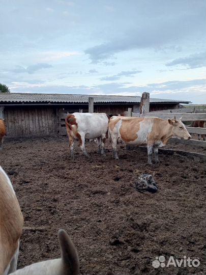 Коровы дойные и телки