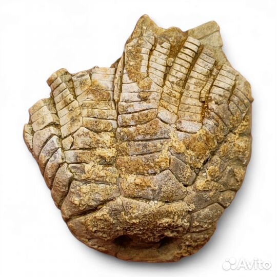 Морская лилия Zeacrinites, США / Окаменелости