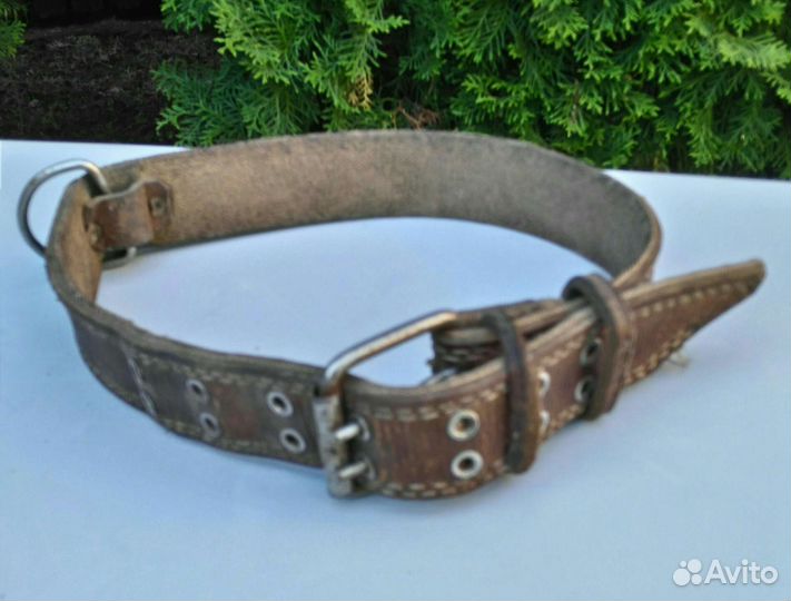 Ошейник для собак