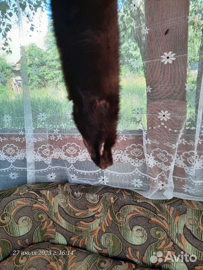 Шкурки норки