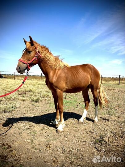 Продам лошадь