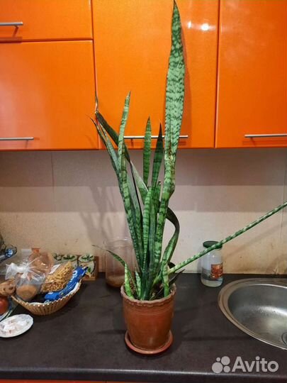 Цветок тещин язык