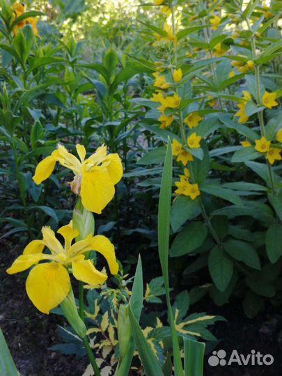 Цветы для сада, дачи, ирисы