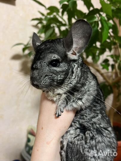 Шиншилла+клетка