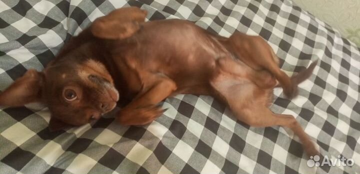 Русский той-терьер вязка