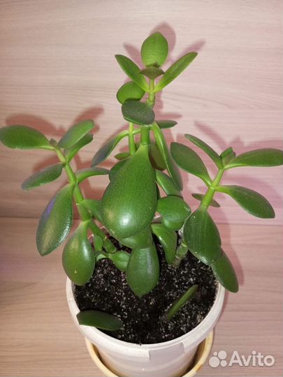 Комнатные растения (цветы) для дома и офиса