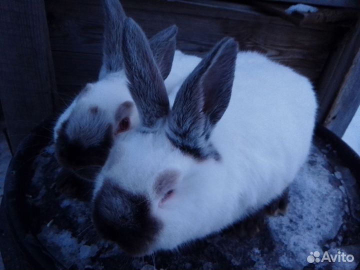 Калифорнийские кролики