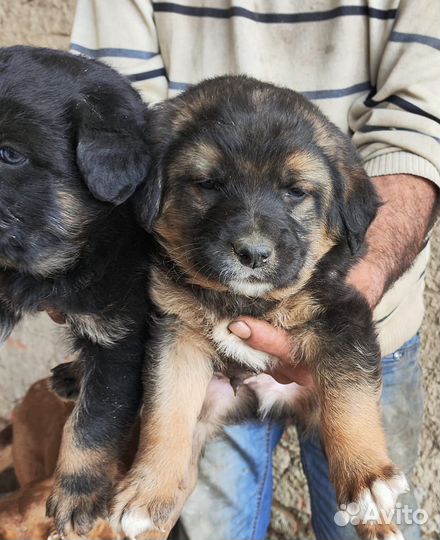 Собака щенок мальчик братики