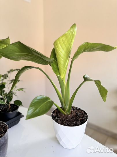 Стрелиция Николая