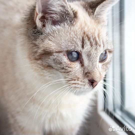 Кошечки сиамские