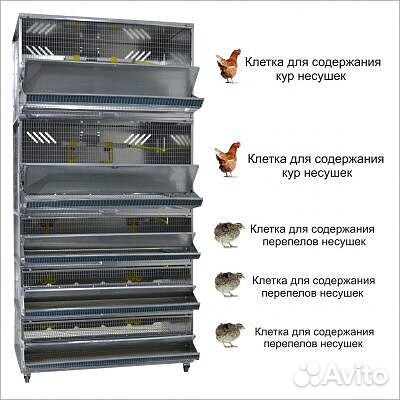 Клетка для несушек и перепелов 