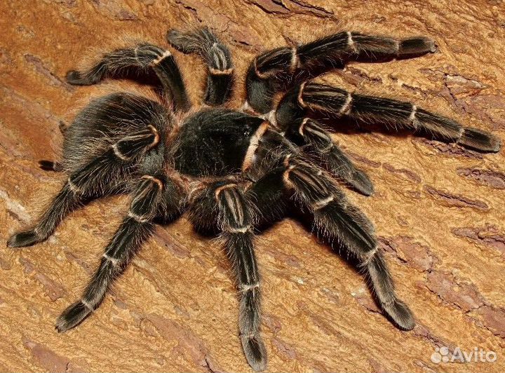 Паук птицеед