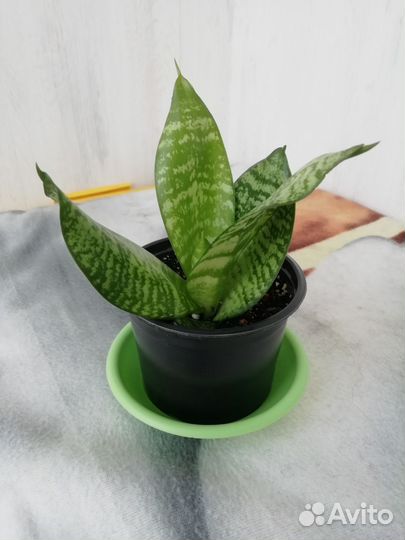 Сансевиерия ханни