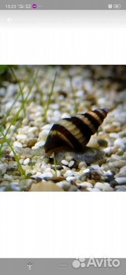 Улитка хелена