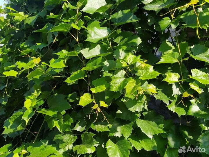 Саженцы винограда