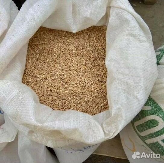 Пшеница Фуарж