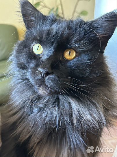 Кот мейн-кун для вязки