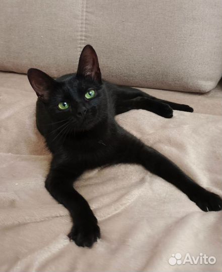 Кошка