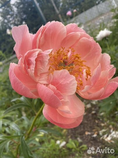 Пион Корел Сансет (Coral Sunset)