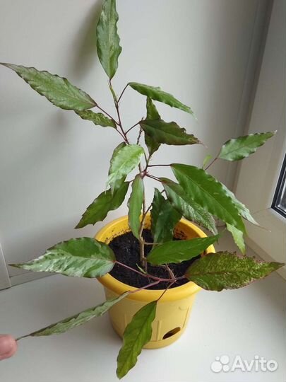 Гибискус Купера (пестролистный) побег