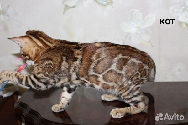 Бенгальские кошки