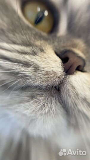 Макролинза + рыбий глаз