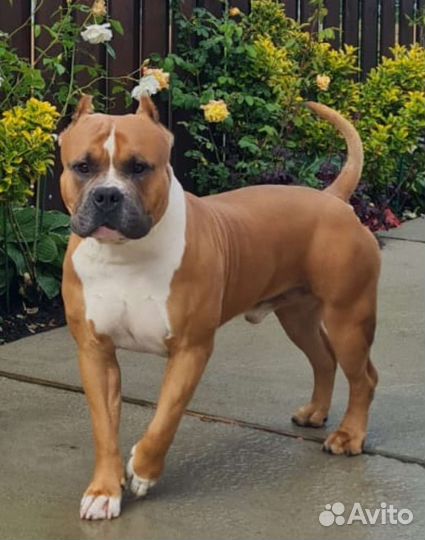 Американский булли вязка