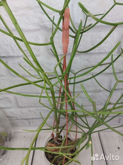 Молочай тирукалли вариегатный