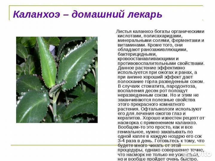 Каланхоэ лечебное