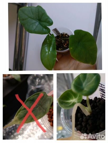 Алоказии из личной коллекции