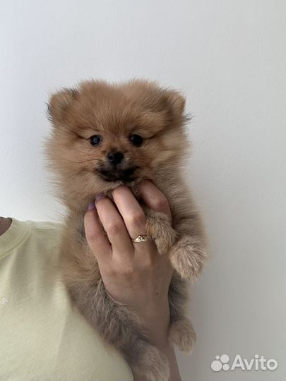 Шпиц мини девочка