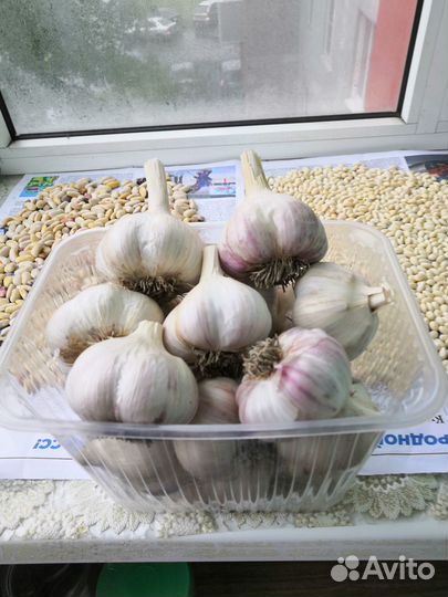 Продам чеснок