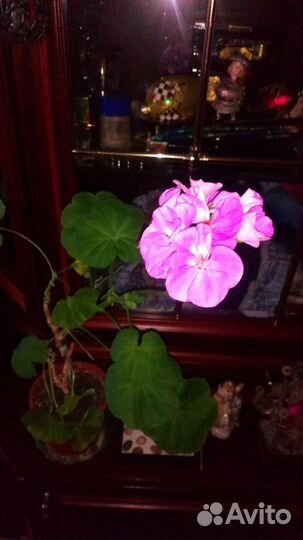 Пеларгония Герань Лиловая (взрослый маточник)