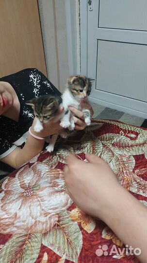 Отдам в добрые руки