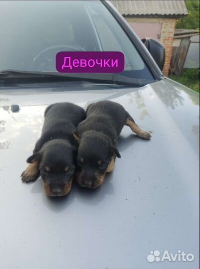 Щенки ягдтерьера